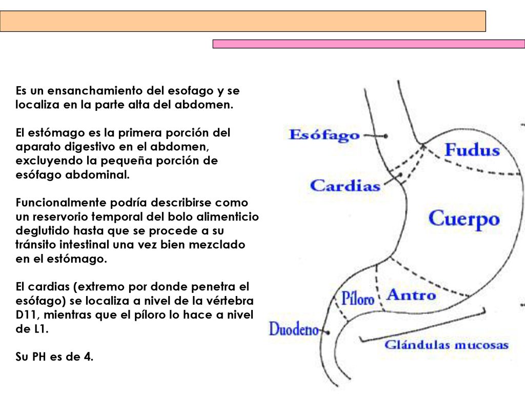 Es un ensanchamiento del esofago y se localiza en la parte alta del abdomen.