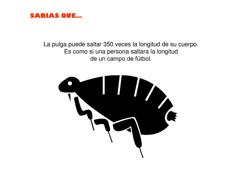 La pulga puede saltar 350 veces la longitud de su cuerpo.