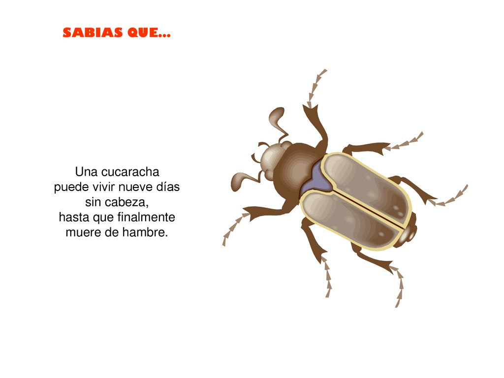 Una cucaracha puede vivir nueve días sin cabeza, hasta que finalmente muere de hambre.