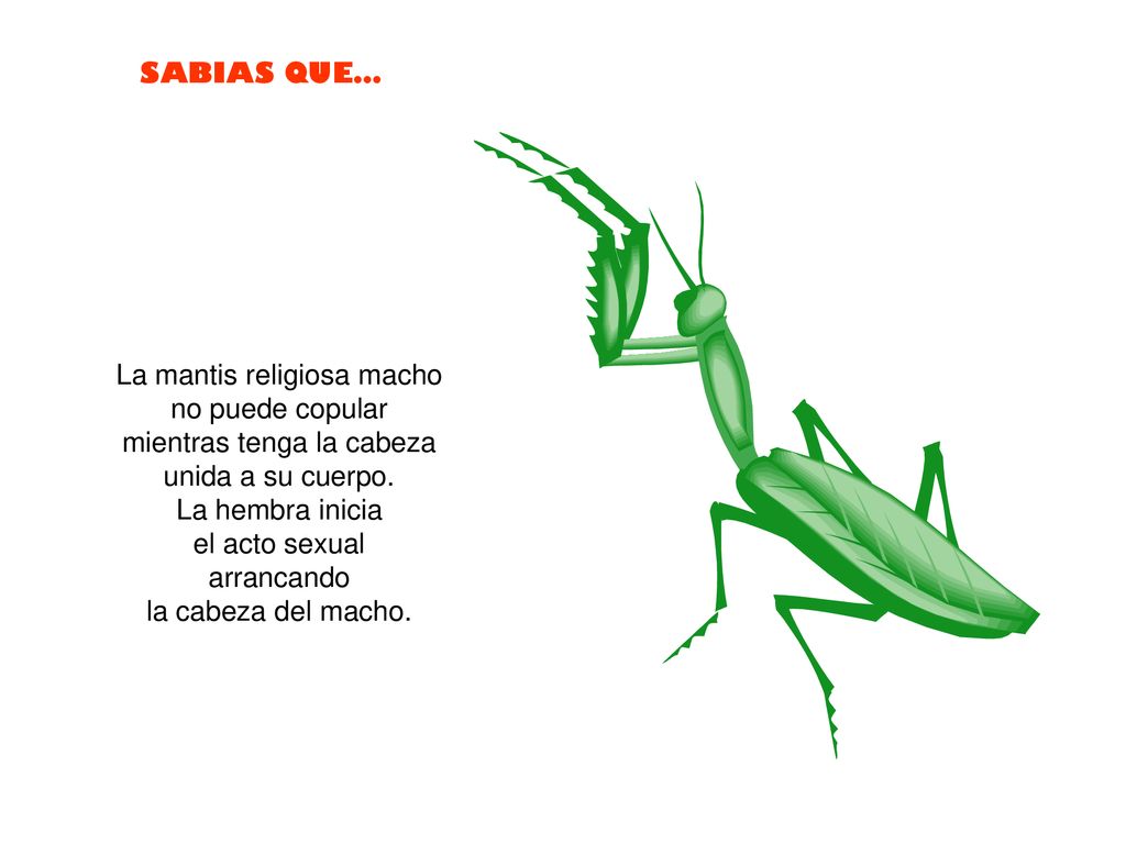 La mantis religiosa macho no puede copular mientras tenga la cabeza unida a su cuerpo.