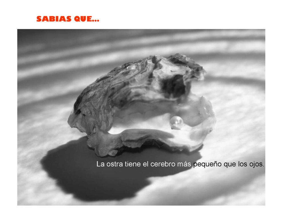 La ostra tiene el cerebro más pequeño que los ojos.