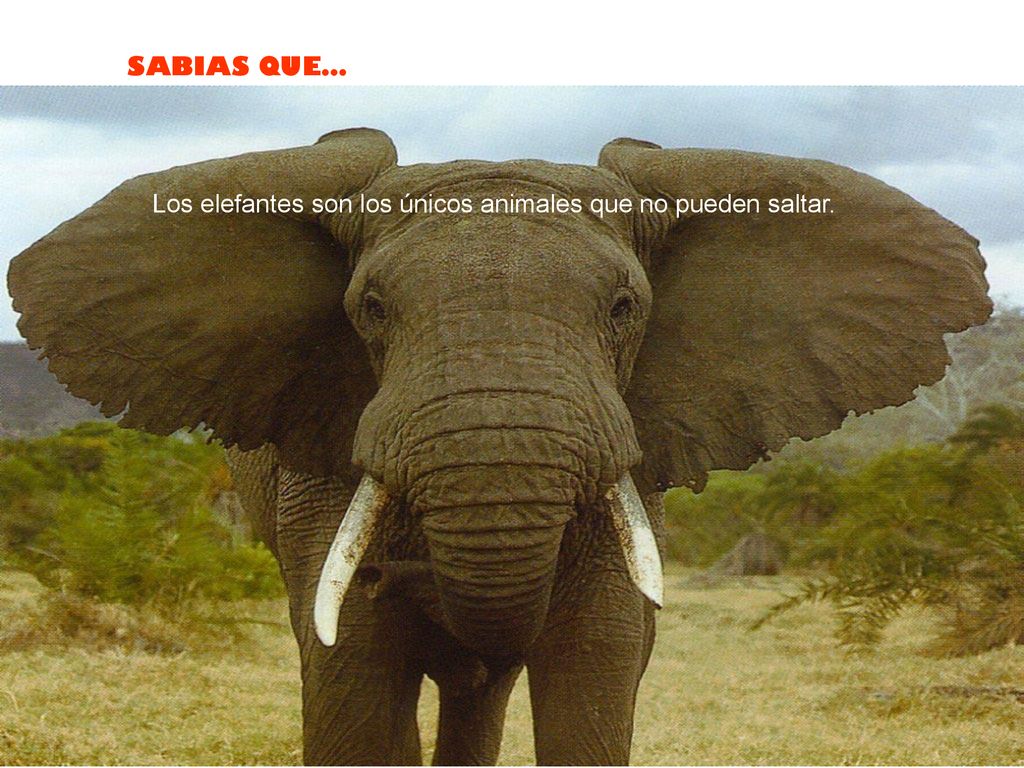 Los elefantes son los únicos animales que no pueden saltar.