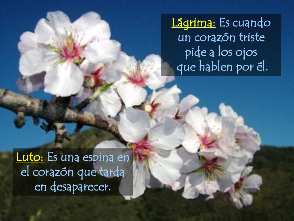 Luto: Es una espina en el corazón que tarda en desaparecer.