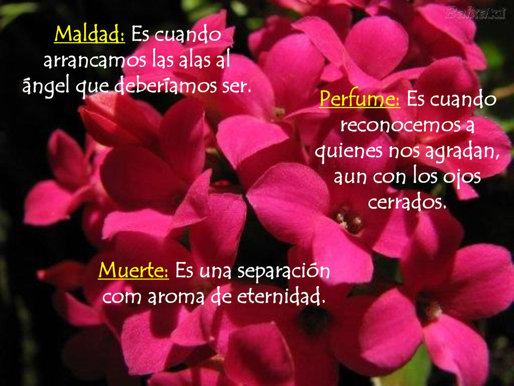 Maldad: Es cuando arrancamos las alas al ángel que deberíamos ser.