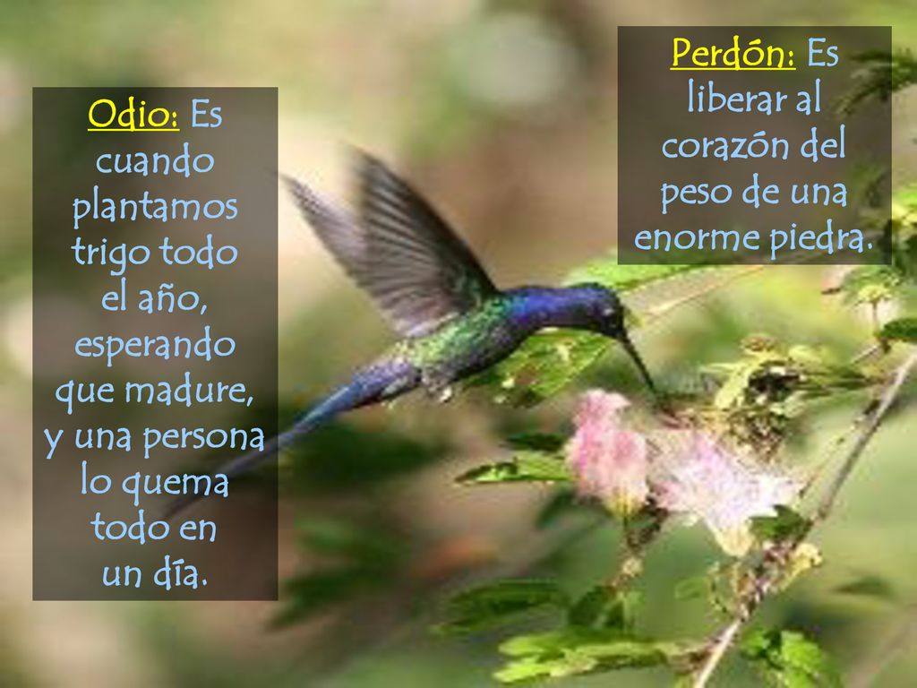 Perdón: Es liberar al corazón del peso de una enorme piedra.