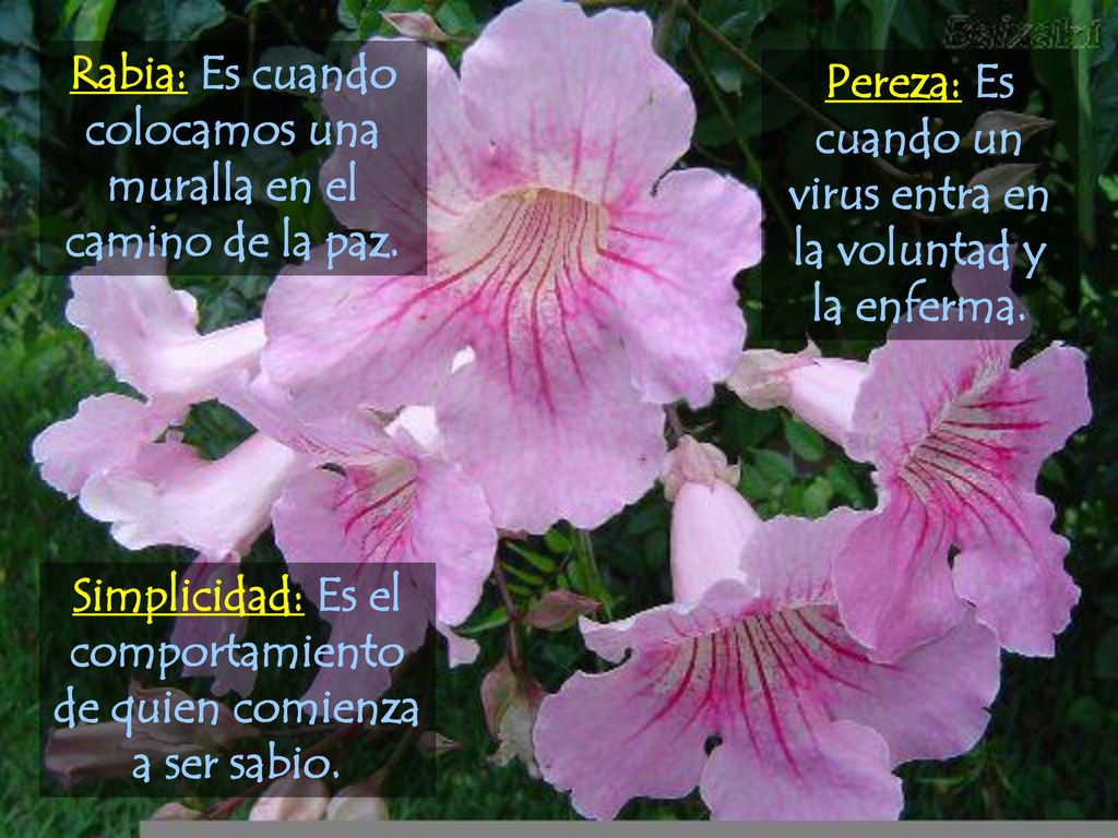 Rabia: Es cuando colocamos una muralla en el camino de la paz.