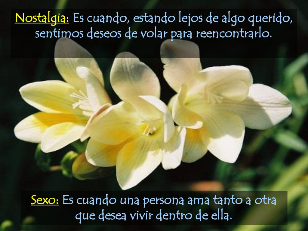 Nostalgia: Es cuando, estando lejos de algo querido, sentimos deseos de volar para reencontrarlo.