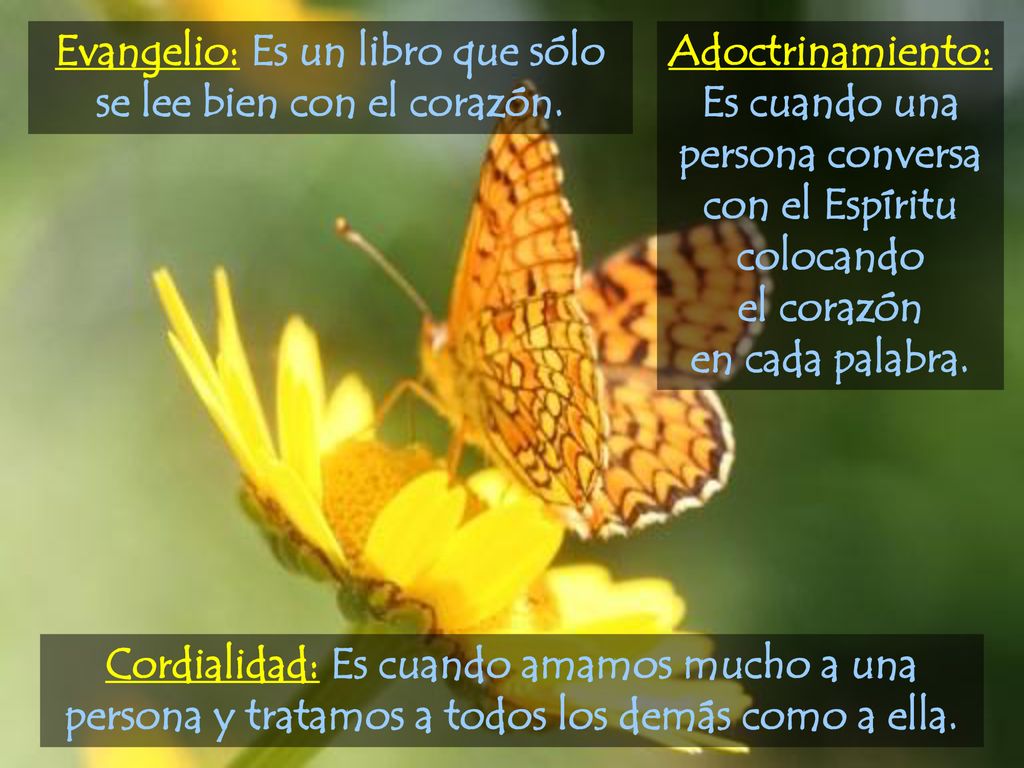 Evangelio: Es un libro que sólo se lee bien con el corazón.