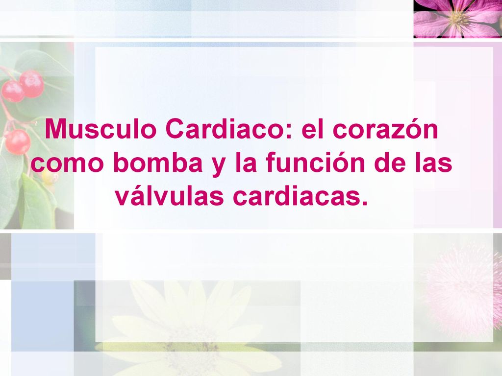 Musculo Cardiaco: el corazón como bomba y la función de las válvulas cardiacas.