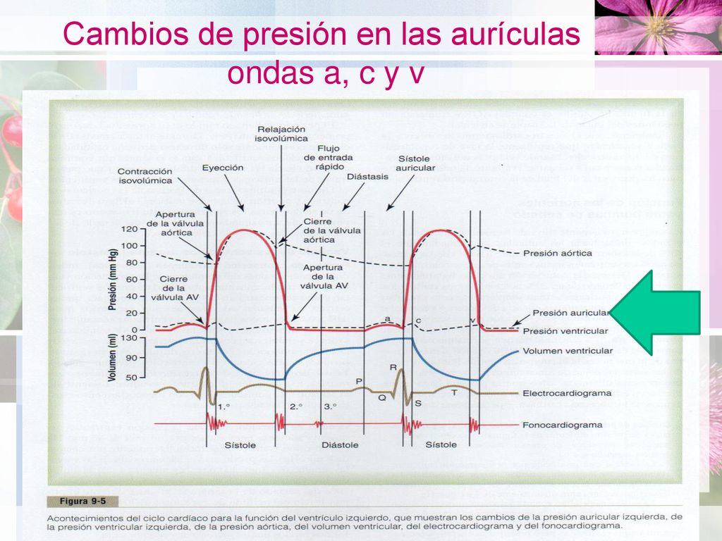 Cambios de presión en las aurículas ondas a, c y v