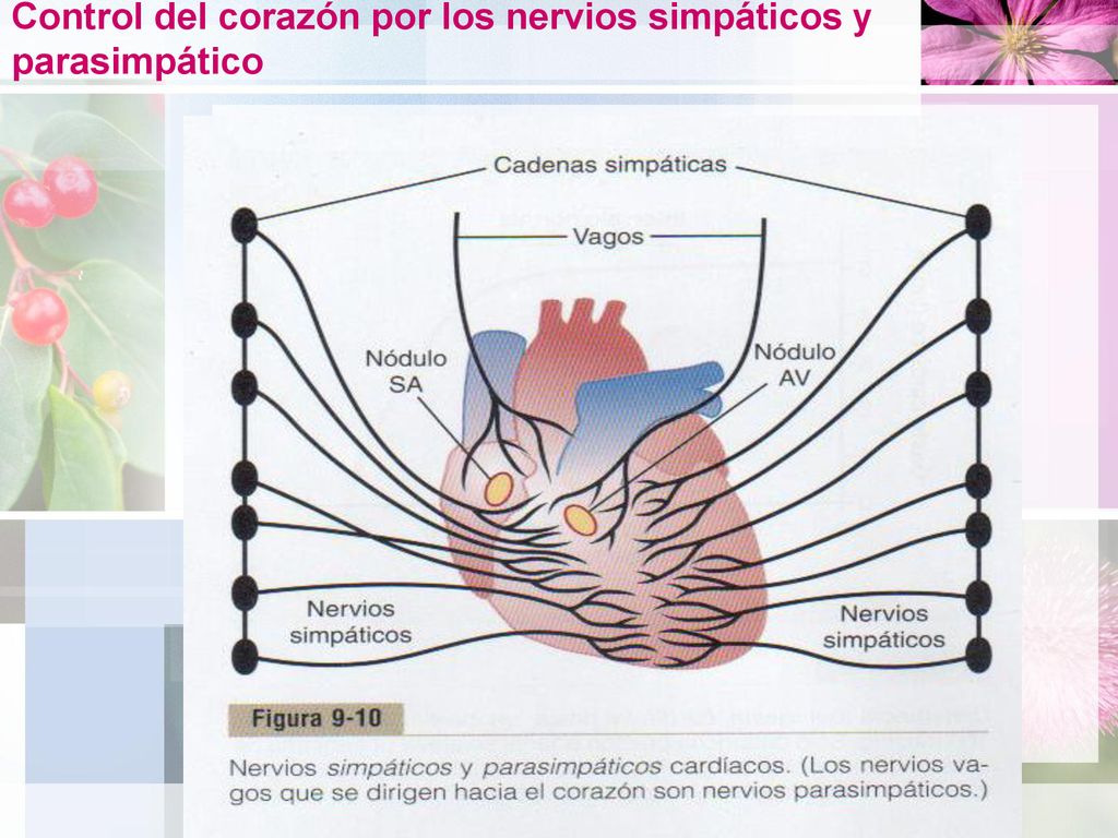Control del corazón por los nervios simpáticos y parasimpático