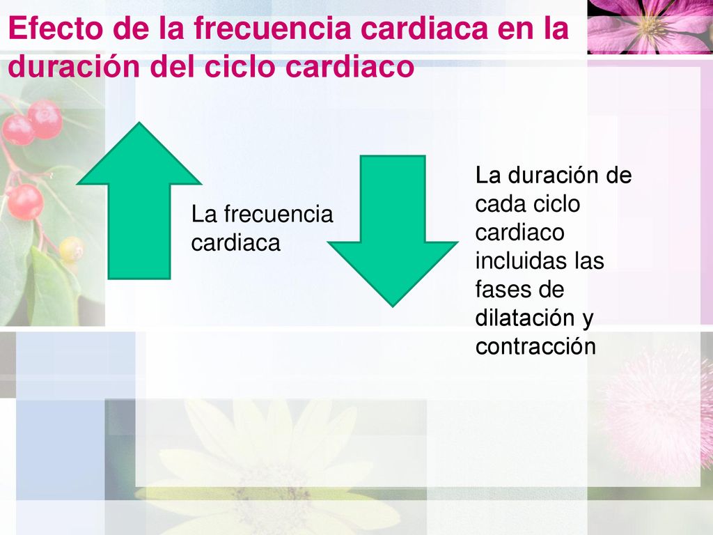 Efecto de la frecuencia cardiaca en la duración del ciclo cardiaco