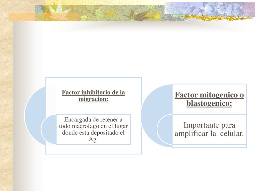 Factor inhibitorio de la migracion: Factor mitogenico o blastogenico: