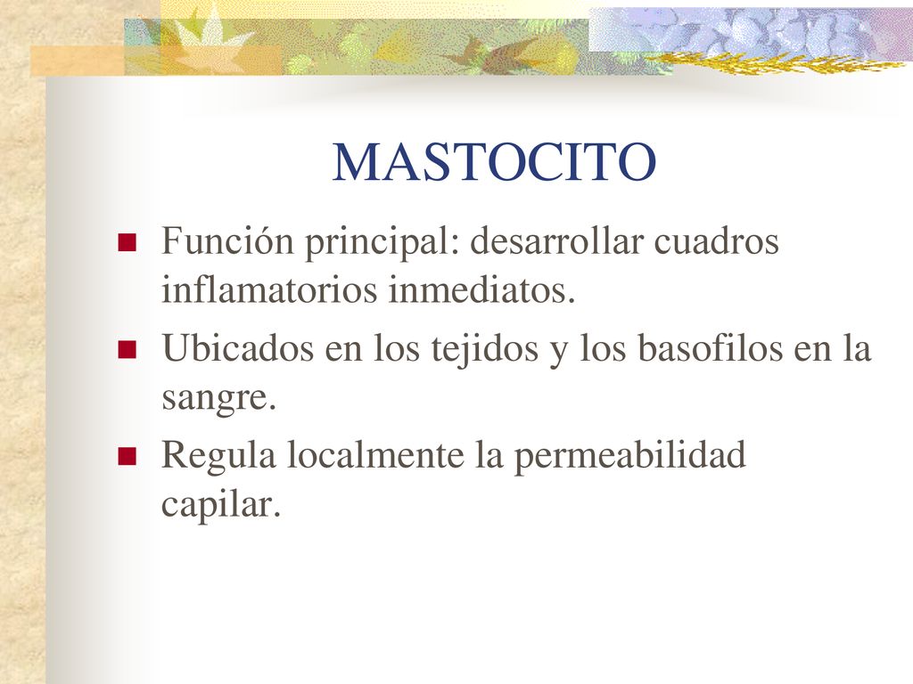 MASTOCITO Función principal: desarrollar cuadros inflamatorios inmediatos. Ubicados en los tejidos y los basofilos en la sangre.
