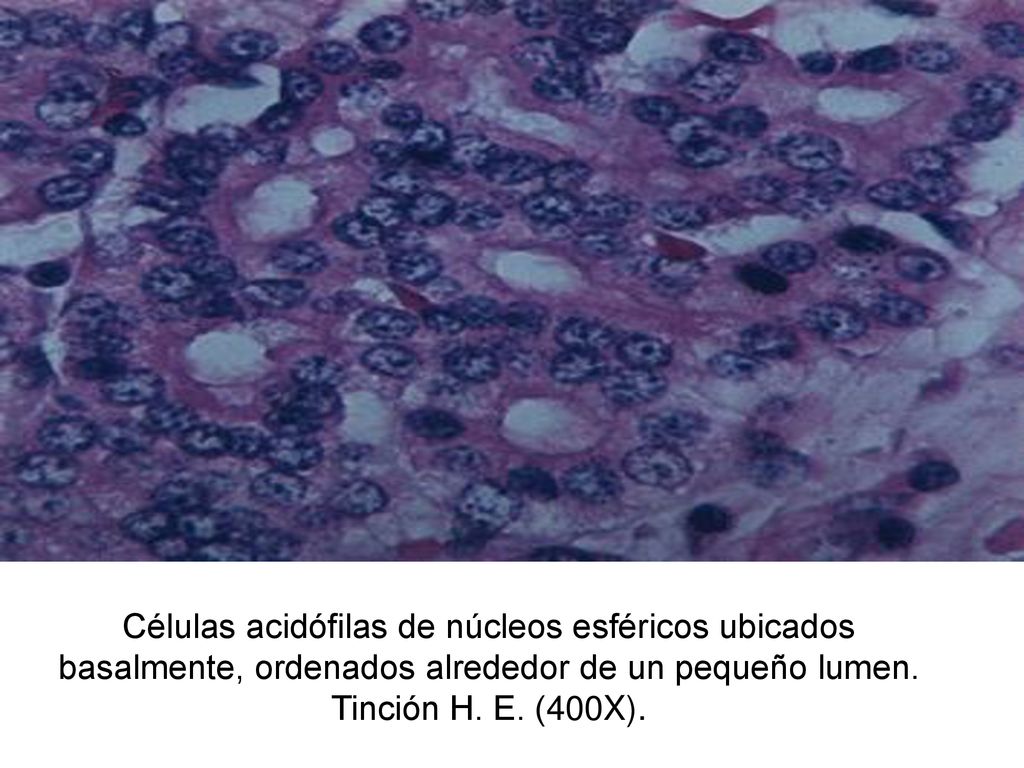 Células acidófilas de núcleos esféricos ubicados basalmente, ordenados alrededor de un pequeño lumen.