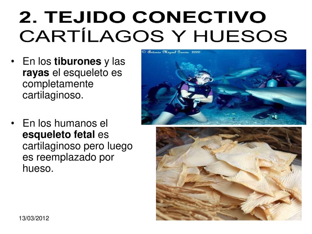 En los tiburones y las rayas el esqueleto es completamente cartilaginoso.