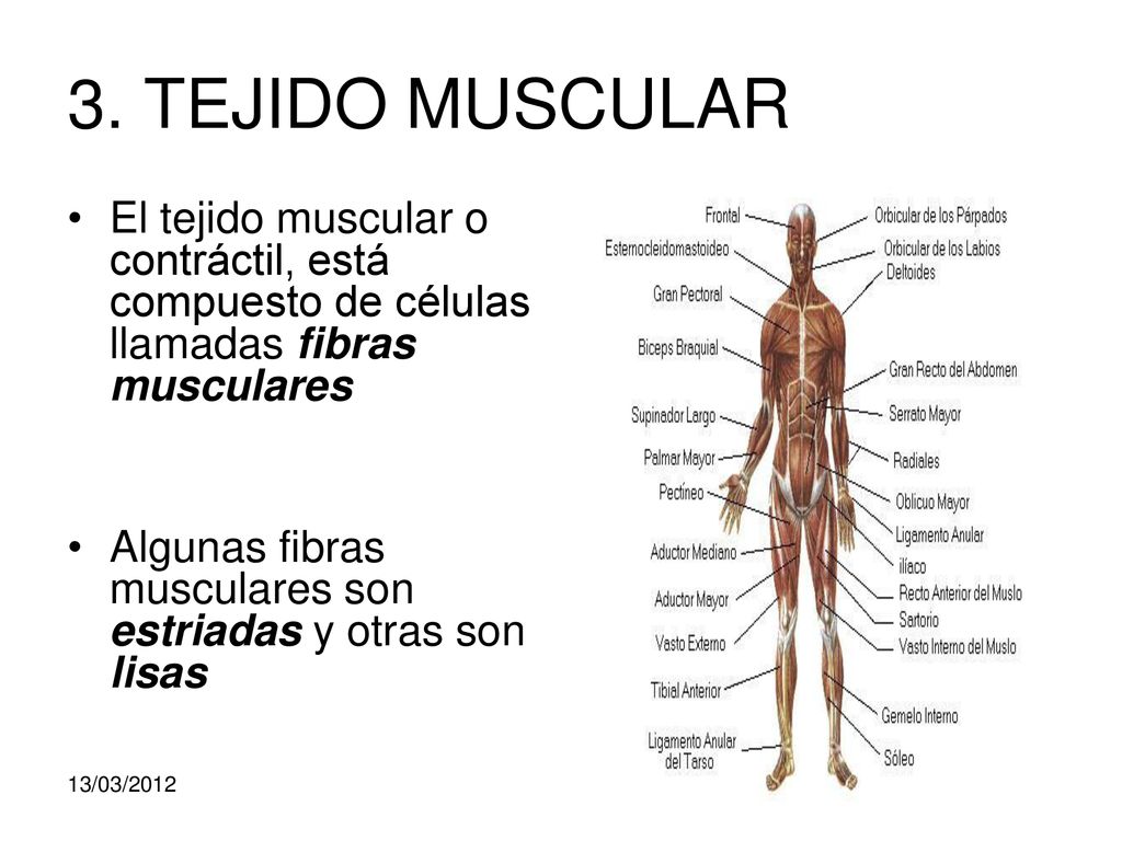 3. TEJIDO MUSCULAR El tejido muscular o contráctil, está compuesto de células llamadas fibras musculares.