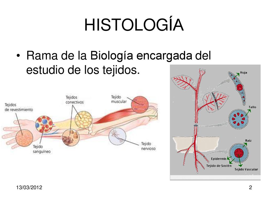 HISTOLOGÍA Rama de la Biología encargada del estudio de los tejidos.