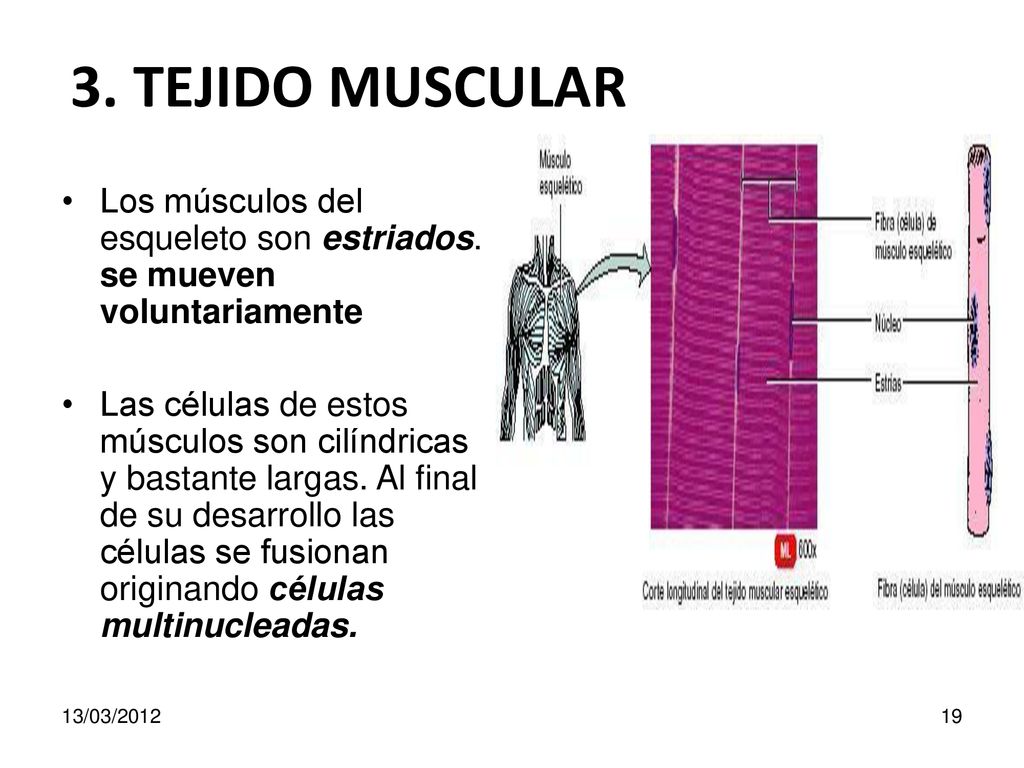 3. TEJIDO MUSCULAR Los músculos del esqueleto son estriados. se mueven voluntariamente.