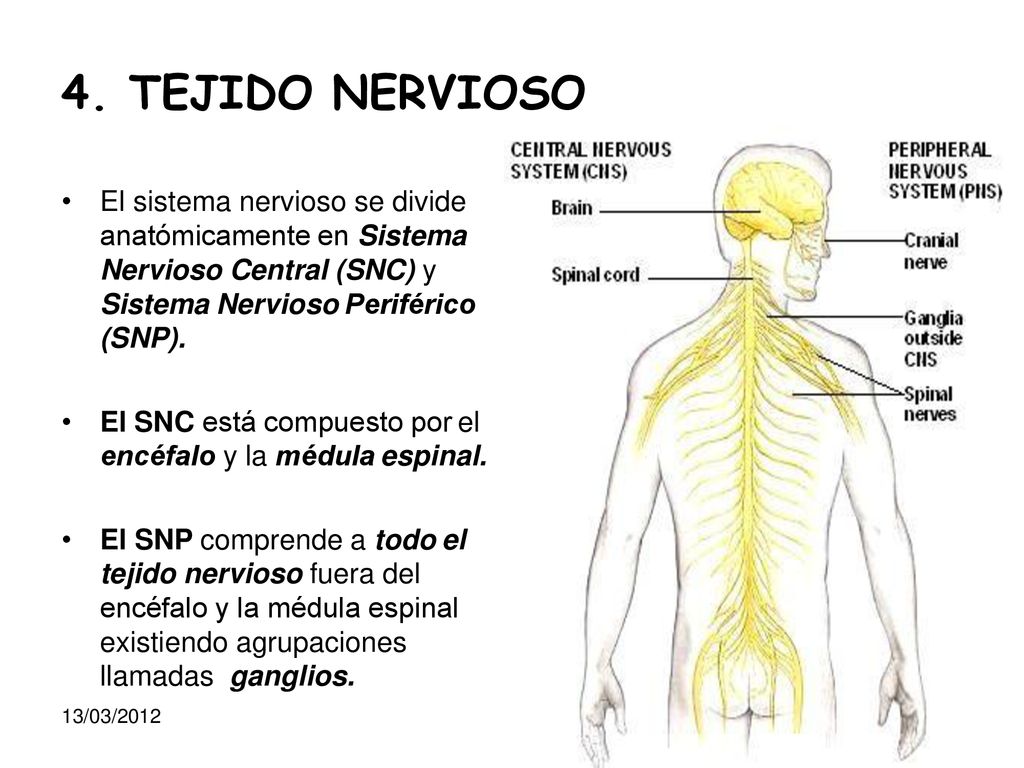 4. TEJIDO NERVIOSO El sistema nervioso se divide anatómicamente en Sistema Nervioso Central (SNC) y Sistema Nervioso Periférico (SNP).