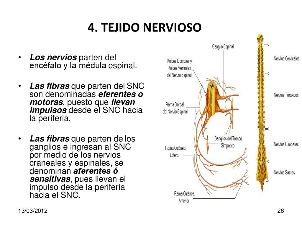 4. TEJIDO NERVIOSO Los nervios parten del encéfalo y la médula espinal.