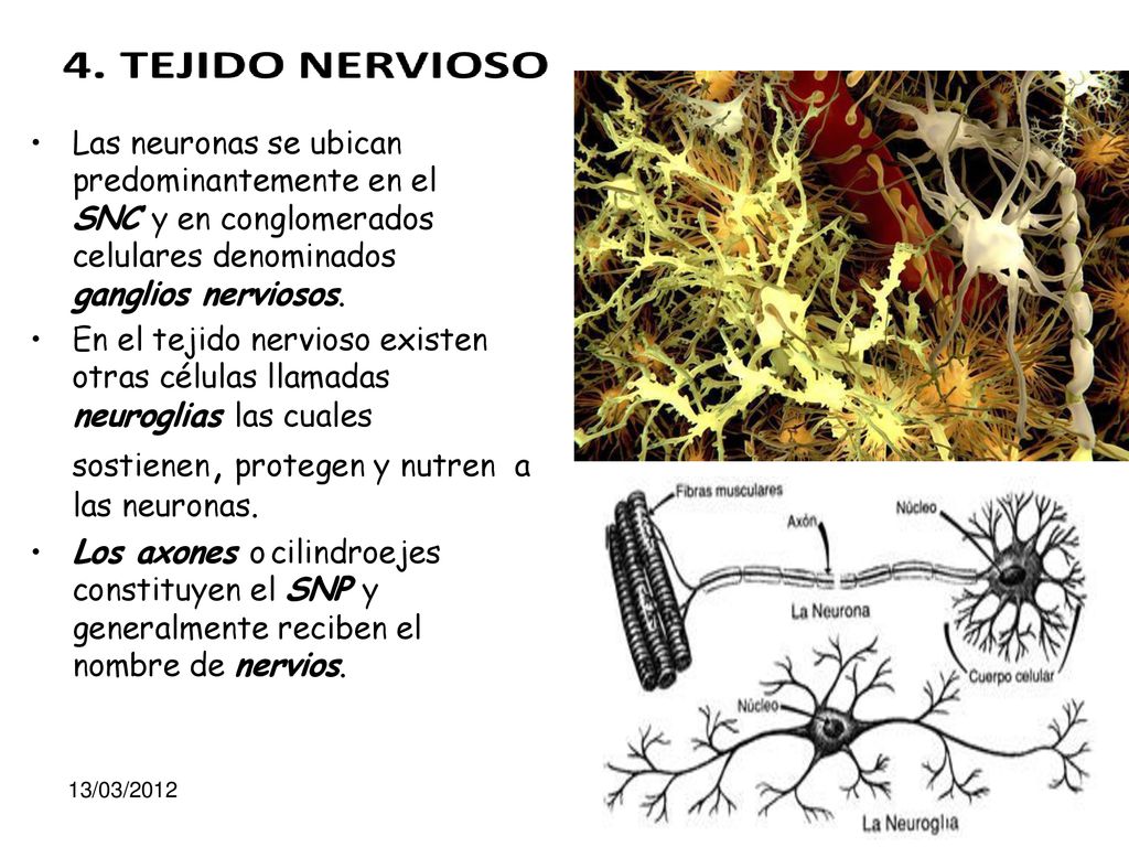Las neuronas se ubican predominantemente en el SNC y en conglomerados celulares denominados ganglios nerviosos.