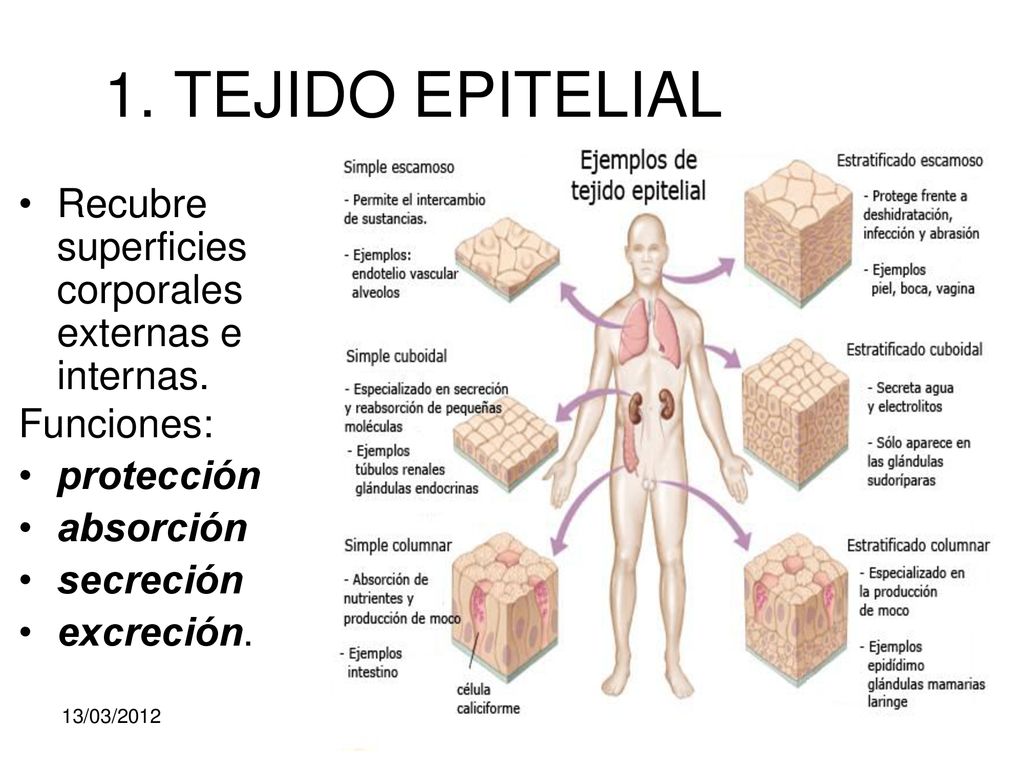 1. TEJIDO EPITELIAL Recubre superficies corporales externas e internas. Funciones: protección.