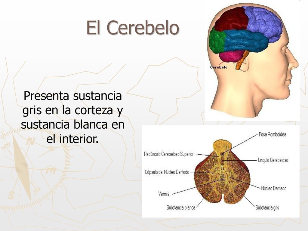 El Cerebelo Presenta sustancia gris en la corteza y sustancia blanca en el interior.