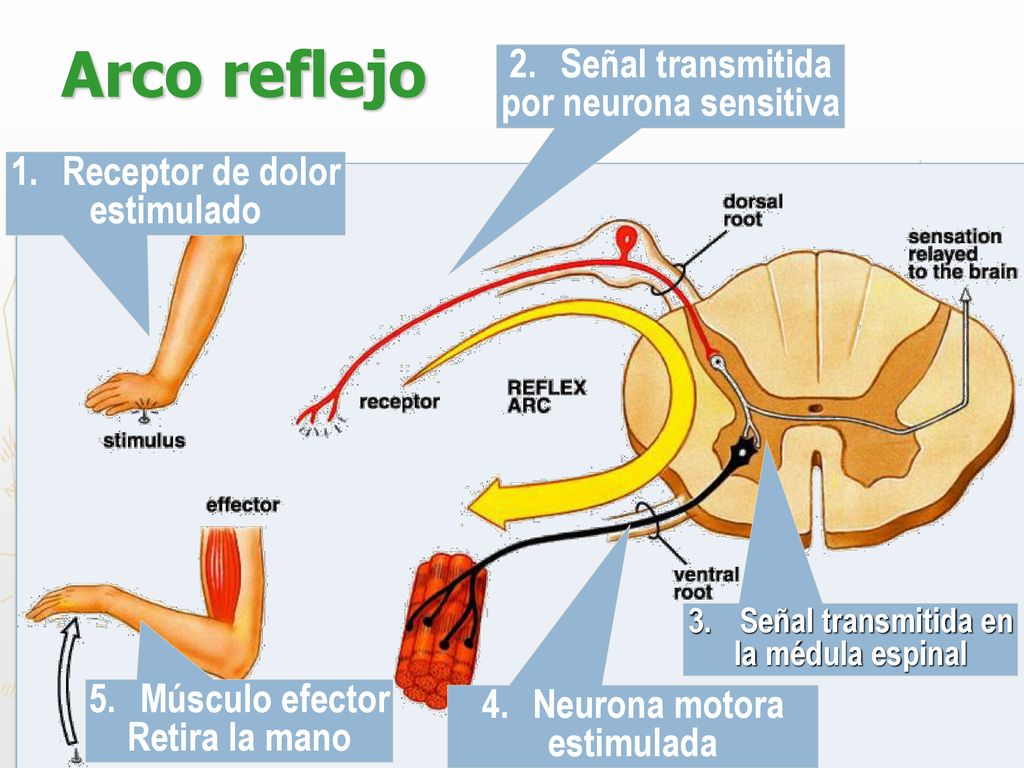 Arco reflejo Señal transmitida por neurona sensitiva Receptor de dolor
