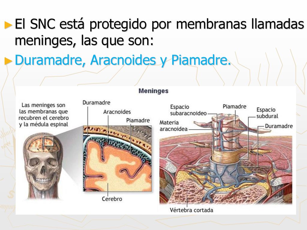 El SNC está protegido por membranas llamadas meninges, las que son: