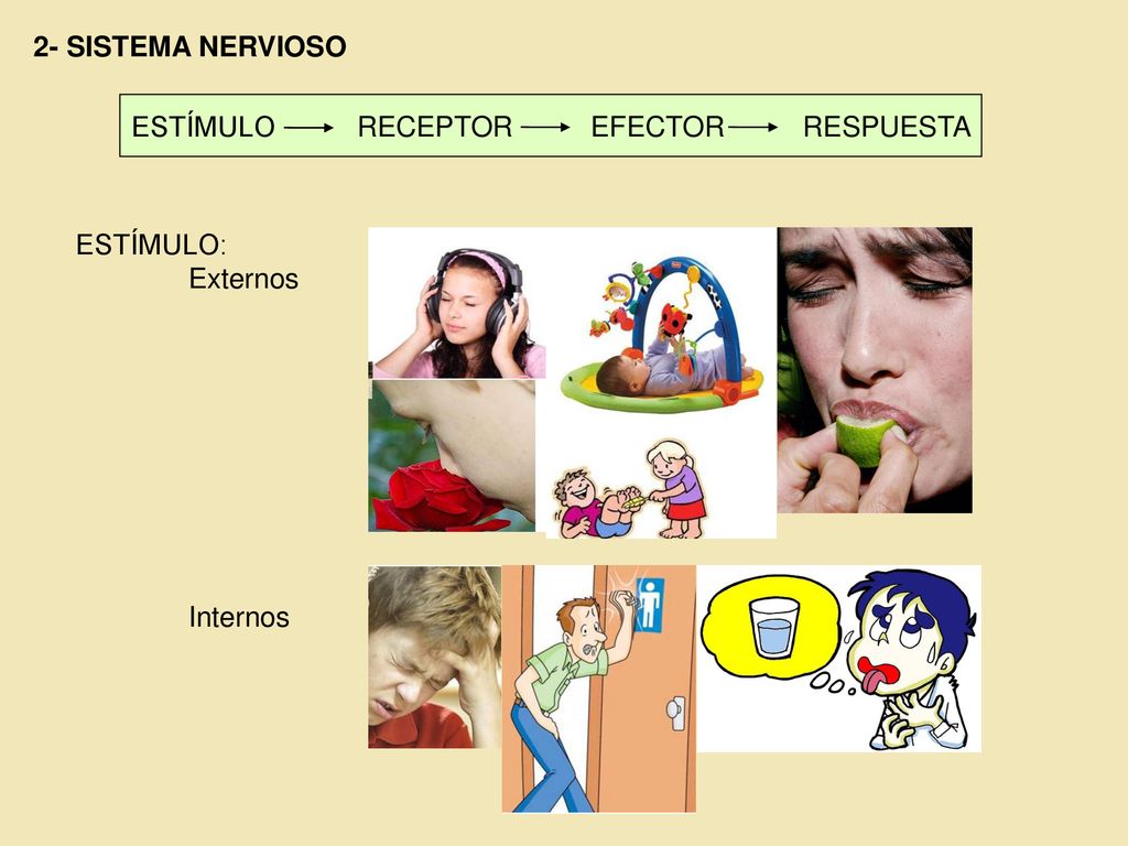 2- SISTEMA NERVIOSO ESTÍMULO RECEPTOR EFECTOR RESPUESTA ESTÍMULO: Externos Internos