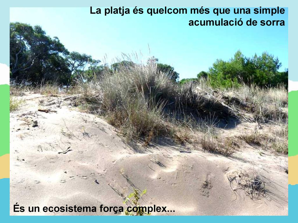 La platja és quelcom més que una simple acumulació de sorra