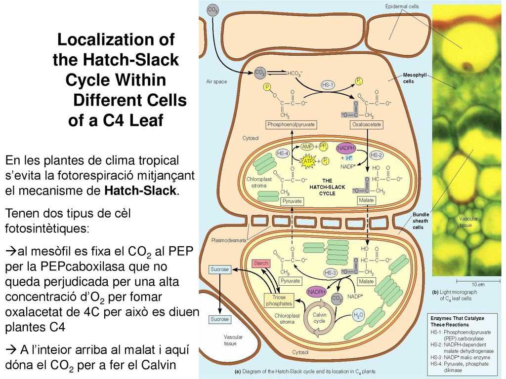 Localization of the Hatch-Slack Cycle Within Different Cells of a C4 Leaf
