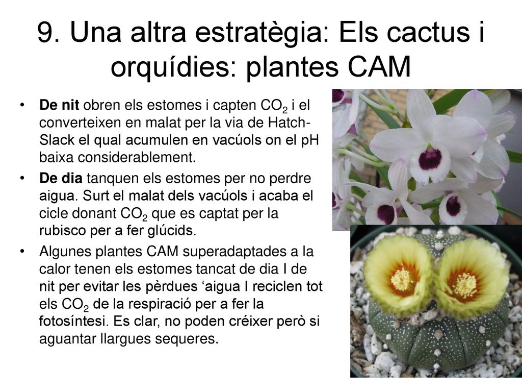 9. Una altra estratègia: Els cactus i orquídies: plantes CAM