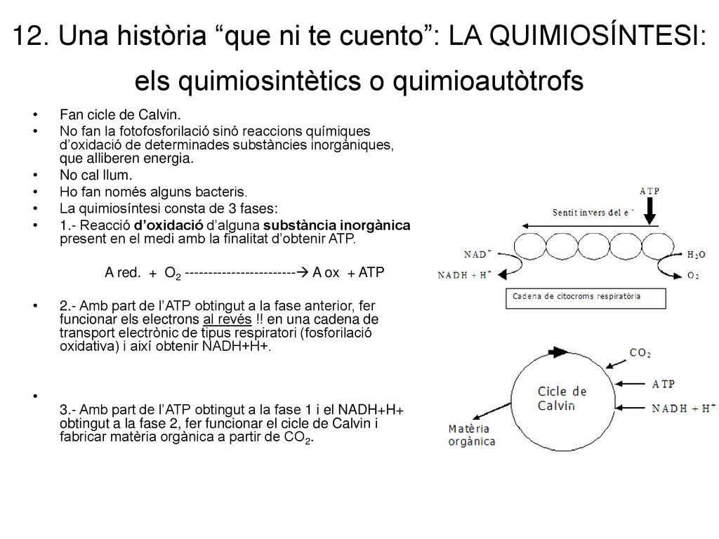 12. Una història que ni te cuento : LA QUIMIOSÍNTESI: els quimiosintètics o quimioautòtrofs