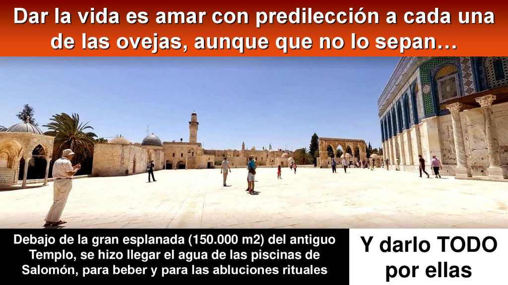 Dar la vida es amar con predilección a cada una de las ovejas, aunque que no lo sepan…