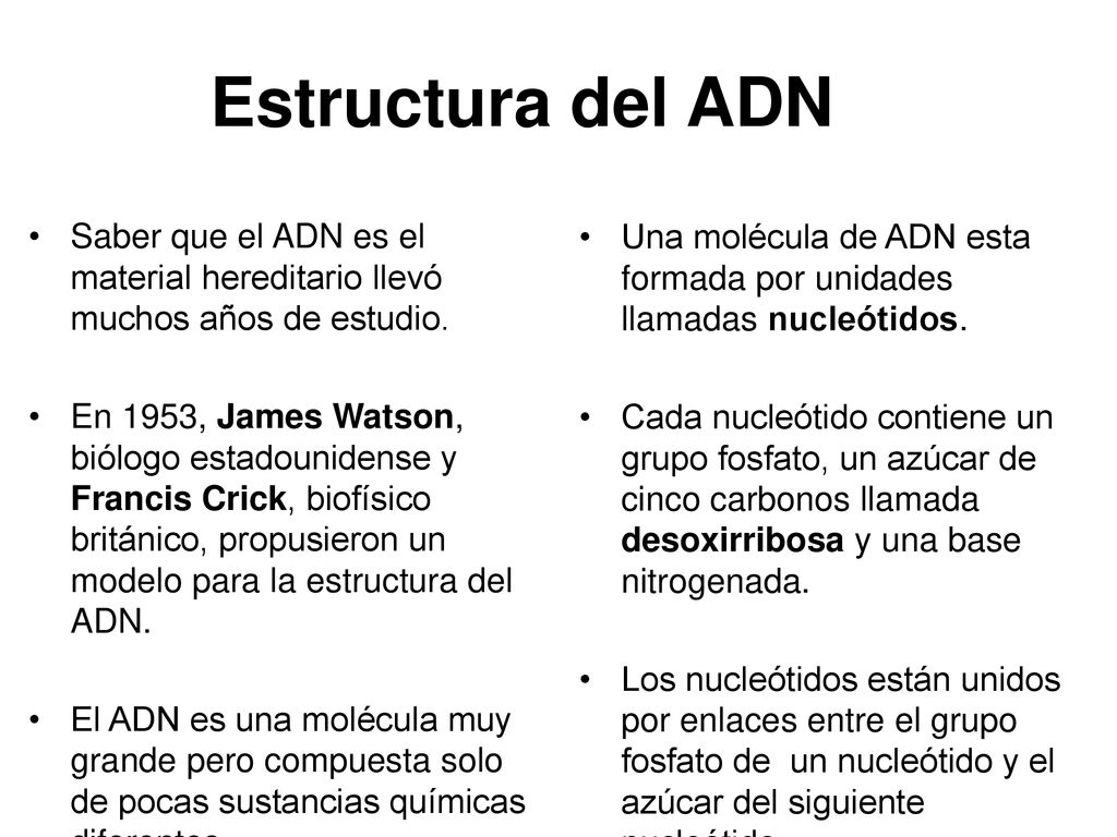 Estructura del ADN Saber que el ADN es el material hereditario llevó muchos años de estudio.