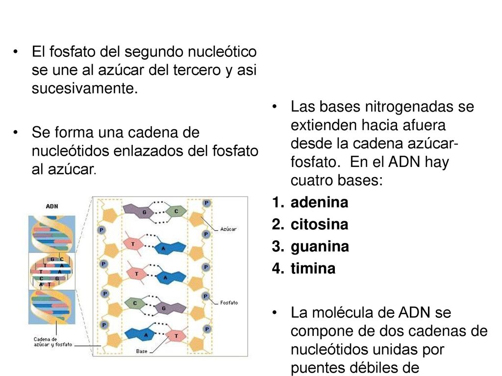 El fosfato del segundo nucleótico se une al azúcar del tercero y asi sucesivamente.