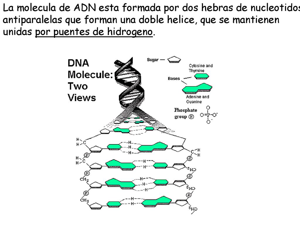 La molecula de ADN esta formada por dos hebras de nucleotidos