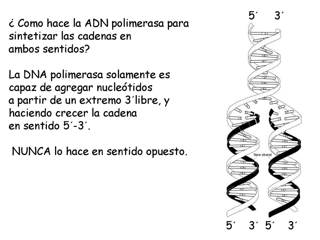 5´ 3´ ¿ Como hace la ADN polimerasa para sintetizar las cadenas en. ambos sentidos La DNA polimerasa solamente es capaz de agregar nucleótidos.