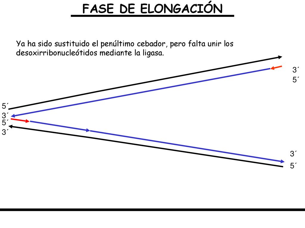 FASE DE ELONGACIÓN Ya ha sido sustituido el penúltimo cebador, pero falta unir los desoxirribonucleótidos mediante la ligasa.
