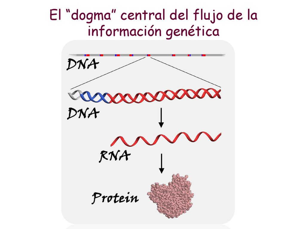 El dogma central del flujo de la información genética