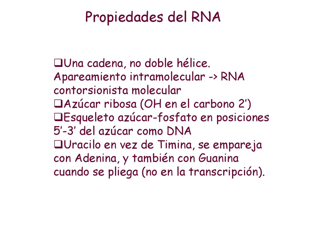Propiedades del RNA Una cadena, no doble hélice. Apareamiento intramolecular -> RNA contorsionista molecular.