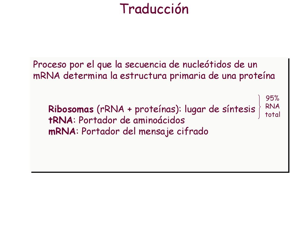 Traducción Proceso por el que la secuencia de nucleótidos de un mRNA determina la estructura primaria de una proteína.