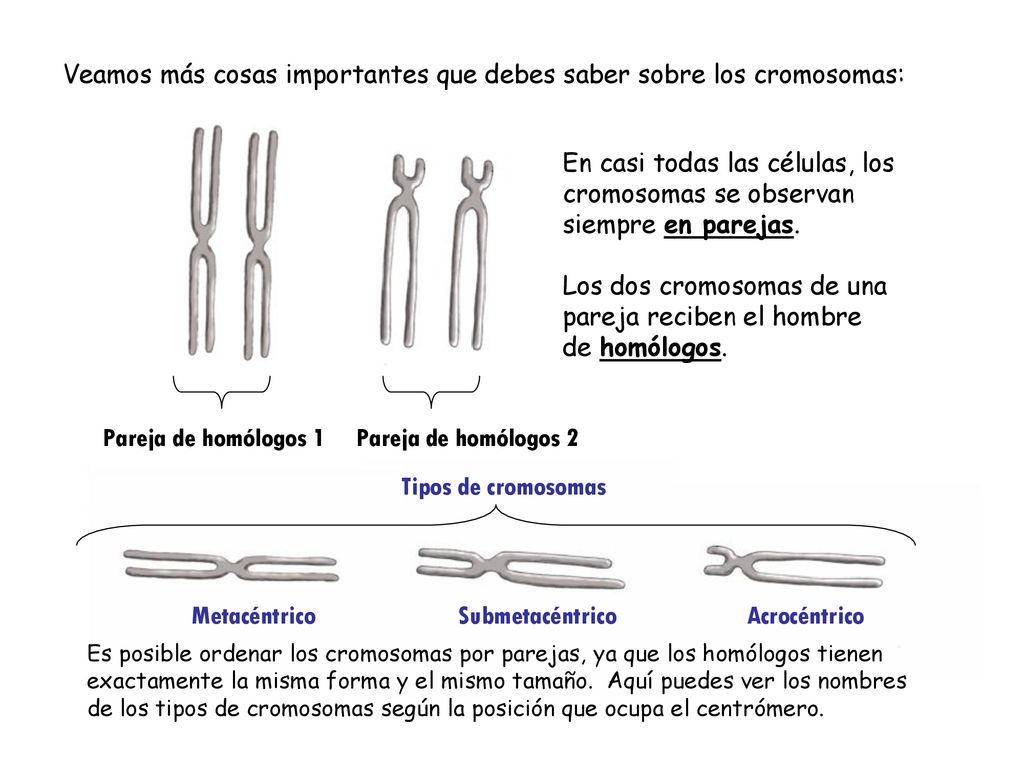 Veamos más cosas importantes que debes saber sobre los cromosomas: