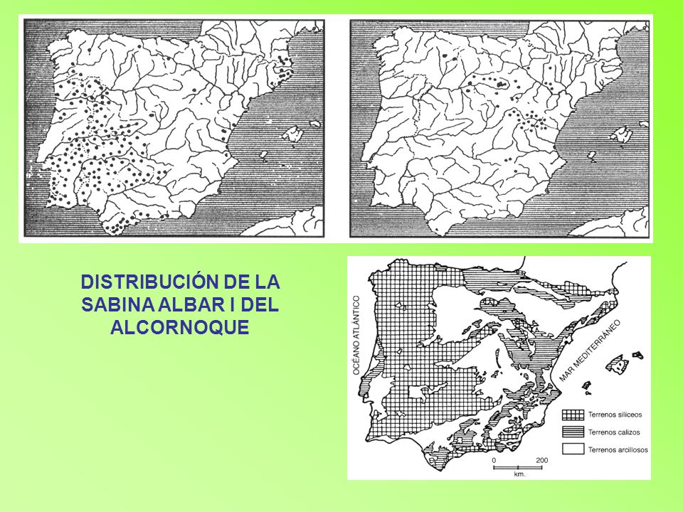 DISTRIBUCIÓN DE LA SABINA ALBAR I DEL ALCORNOQUE