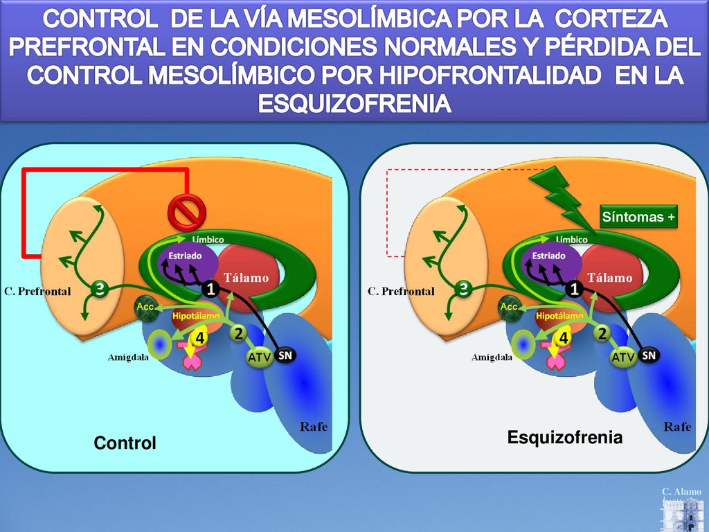 CONTROL DE LA VÍA MESOLÍMBICA POR LA CORTEZA PREFRONTAL EN CONDICIONES NORMALES Y PÉRDIDA DEL CONTROL MESOLÍMBICO POR HIPOFRONTALIDAD EN LA ESQUIZOFRENIA