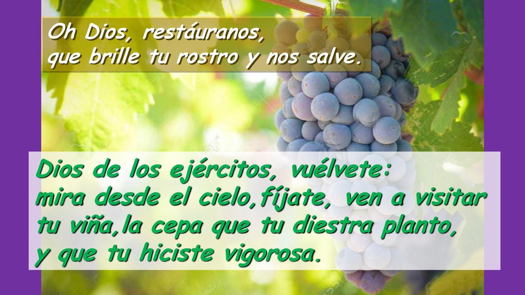 tu viña,la cepa que tu diestra planto, y que tu hiciste vigorosa.