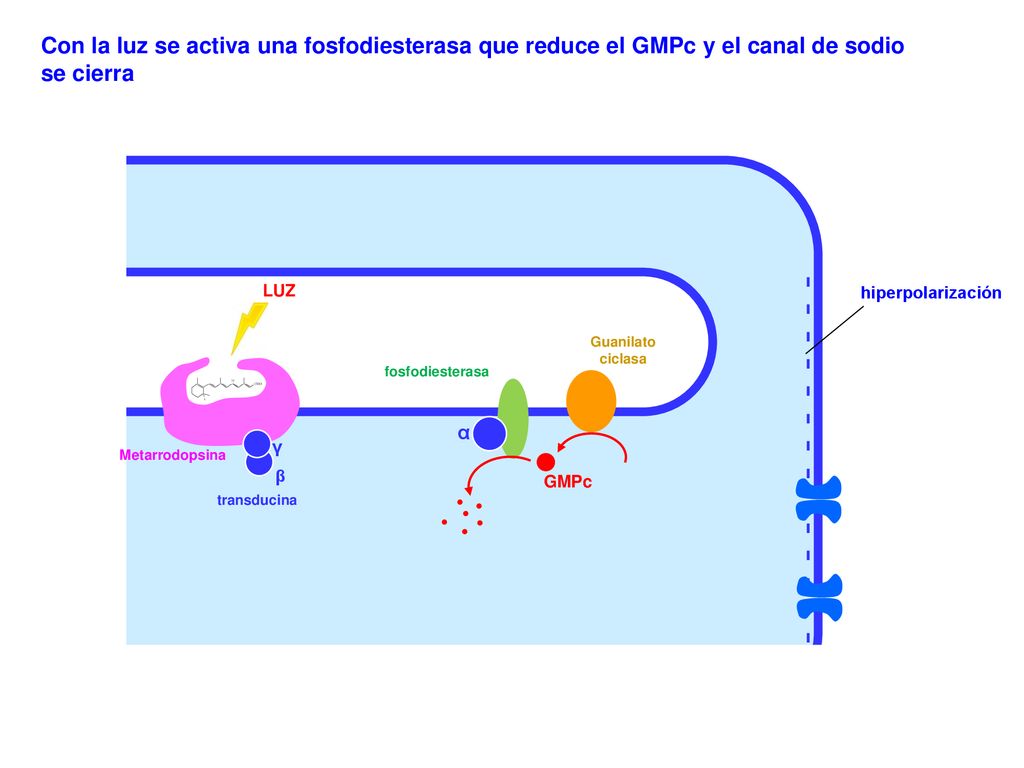 Con la luz se activa una fosfodiesterasa que reduce el GMPc y el canal de sodio se cierra