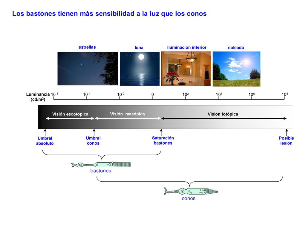 Los bastones tienen más sensibilidad a la luz que los conos